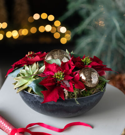 Julegruppe med minijulestjerner rød Julegruppe med minijulestjerner rød